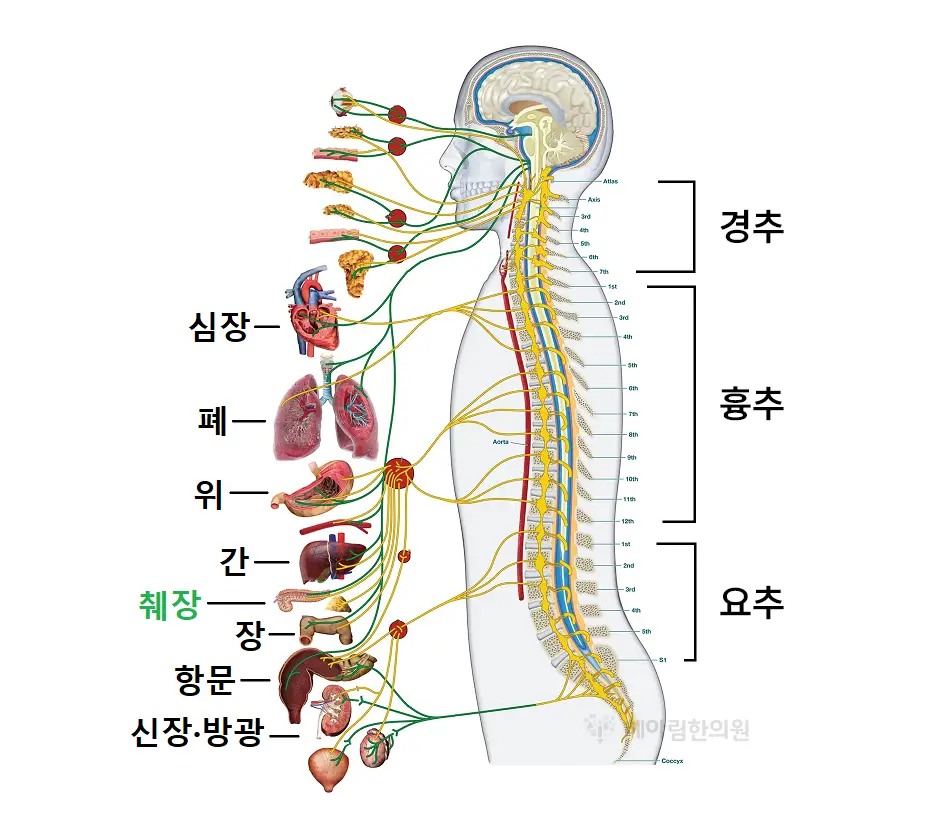 도침 추나 치료 - 추나