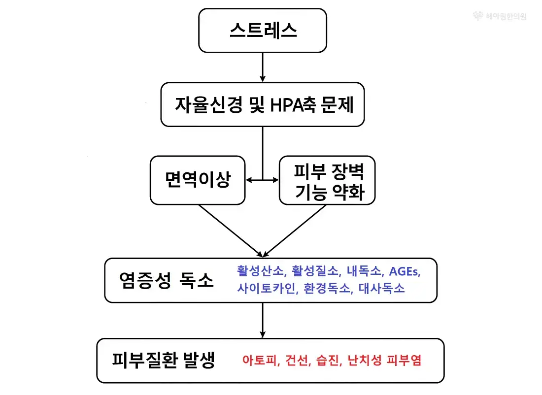 피부난치 치료 - 신경·면역(ANS, HPA-Axis) 불균형